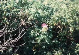 Block Island 1992 019