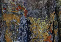 Lichen On Rock