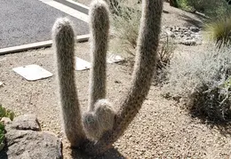 Carefree n Cave Creek Towns Trip 20230930 02