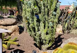 Carefree n Cave Creek Towns Trip 20230930 10