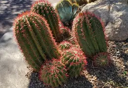 Carefree n Cave Creek Towns Trip 20230930 13