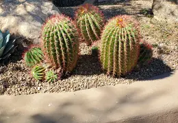 Carefree n Cave Creek Towns Trip 20230930 14