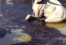 LaBrea Tar Pits 02
