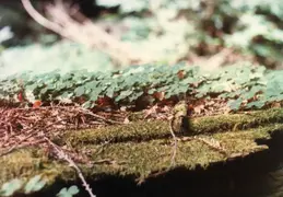 Eureka 1981 011