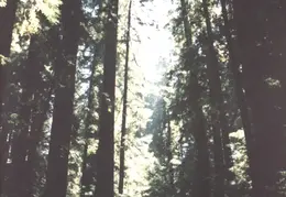 Ferndale 09