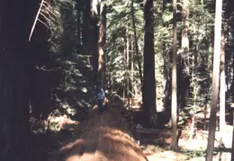 Ferndale 14
