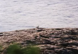 Maine 1995 026