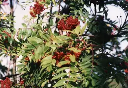 Maine 1995 029