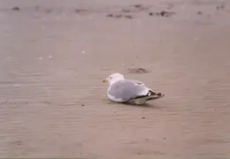 Maine 1995 031