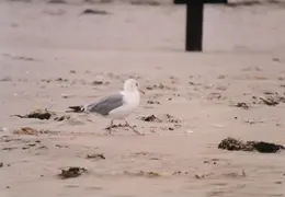 Maine 1995 032