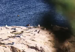 Maine 1995 036