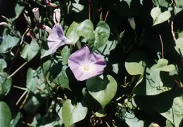 Maine 1995 046