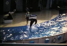 Marine World 2003 011