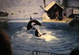 Marine World 2003 034
