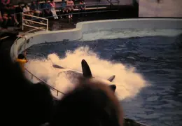 Marine World 2003 039