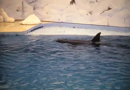 Marine World 2003 042