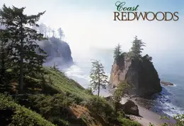 Coast Redwoods Postcard