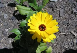Gualala May 2005