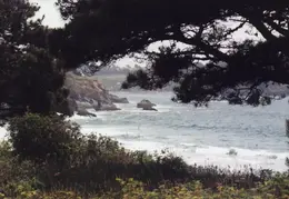 Mendocino Coast Thru Trees