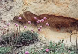 Mendocino Flowers and Rocks 1