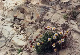 Mendocino Flowers and Rocks 2