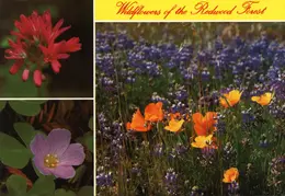 Mendocino postcard 05