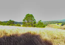 Moat Creek 2003 Panorama