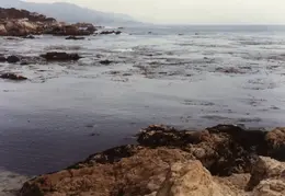 Monterey Bay Aquarium 1985