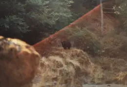 Rogue River Rafting 1984 038