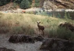 Rogue River Rafting 1984 047