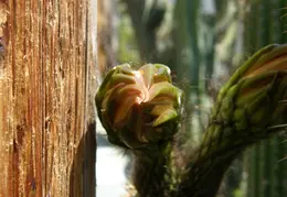 San Juan Bautista Mission June 2007 048