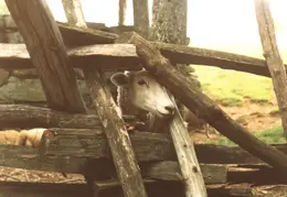 Sturbridge Village 1992 06