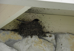 1 nest with bird p4100942