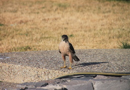 coopers hawk by pool july 2014 2