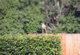 coopers hawk by pool july 2014 4