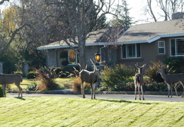 deer herd bucks december 2012 02