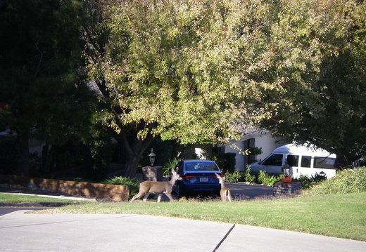 deer oct 2008 0003