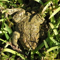frog 2005 01