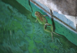 frog in pool march 2010 01