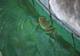 frog in pool march 2010 02