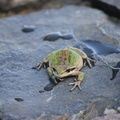 frog in pool march 2010 06