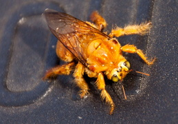 golden carpenter bee march 2015 4