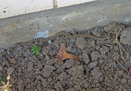 gopher snake in flower bed september 2013 3