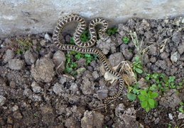 gopher snake in flower bed september 2013 4