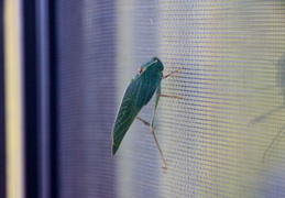 grasshopper on screen september 2012 3