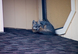 grey fox march 2012 03