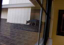 grey fox march 2012 07