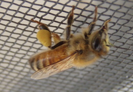 honeybee on screen 2011 02