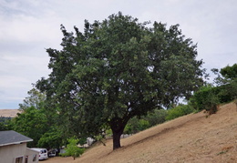oak tree trimming june 2015 006