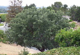 oak tree trimming june 2015 009